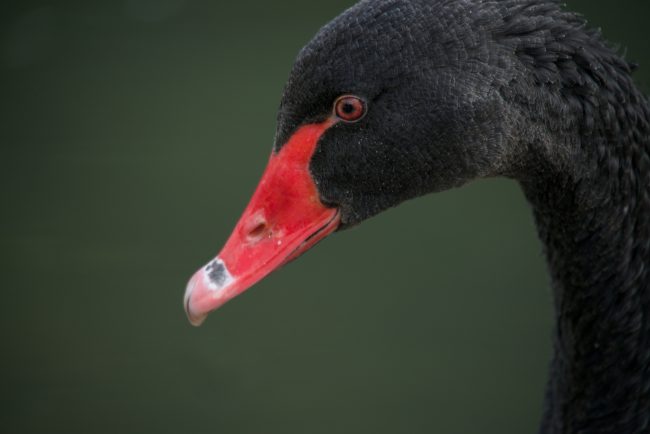 Close-up of black swan with red beak