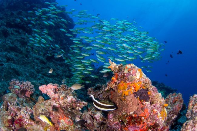 サンゴ礁イメージ
