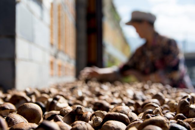高止まりするコーヒー価格　人口増加と、気候変動
